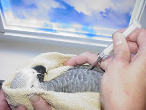 Avian Implant Procedure