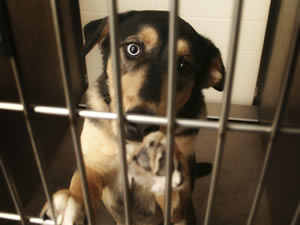 A lost dog waits for his owner at a local shelter