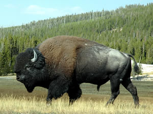 Wild Bison